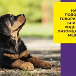 Что влияет на продолжительность жизни ротвейлера и сколько в среднем они живут