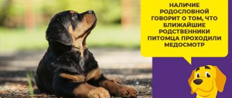Что влияет на продолжительность жизни ротвейлера и сколько в среднем они живут