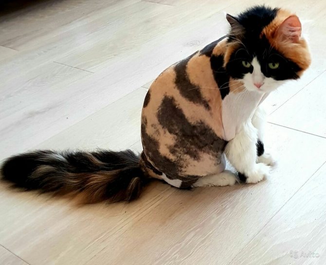Cтрижка груминг кошек