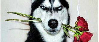 Цвет глаз у Хаски, какой может быть по стандарту, особенности разных глаз.