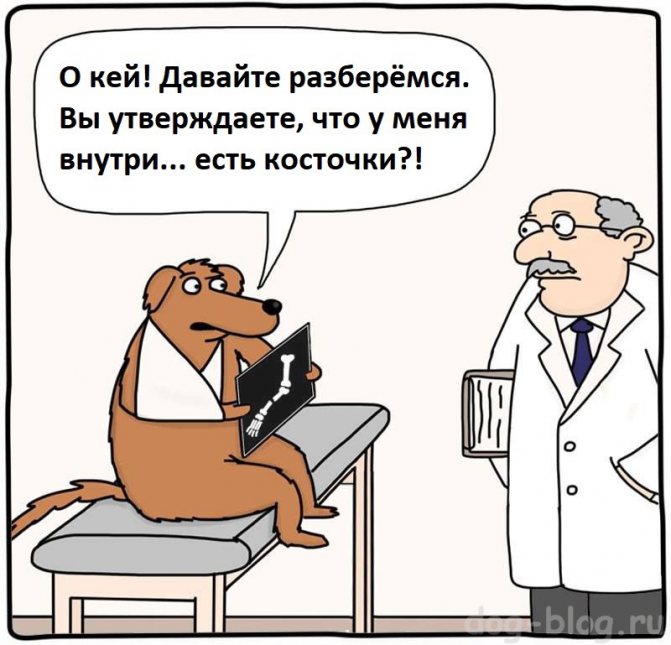 давать ли собаке кости