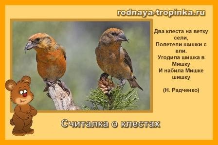 Детям о природе: клесты.