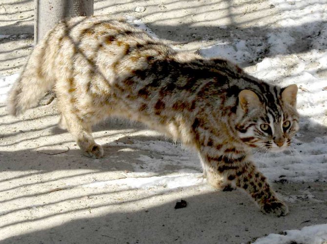 Дикие коты по возможности избегают солнечных лучей и в неволе