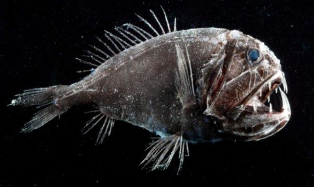Длиннорогий саблезуб (Anoplogaster cornuta)