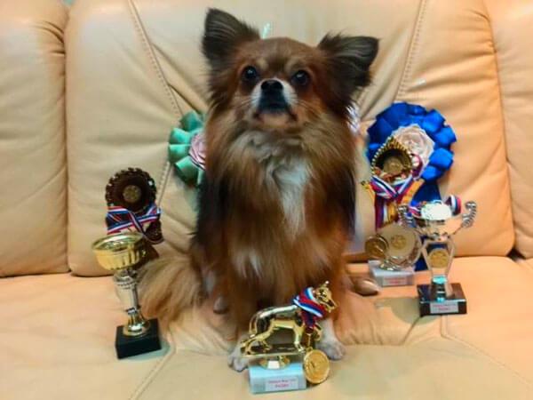 Длинношерстный чихуахуа-чемпион