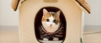 Домашние кошки