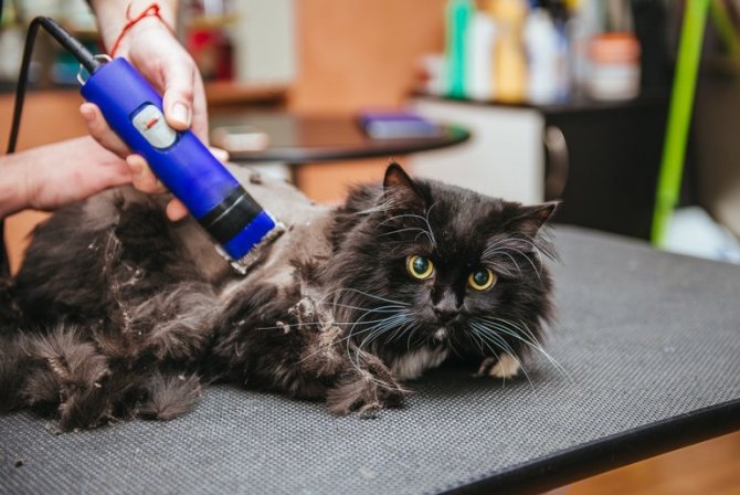 Домашняя стрижка кошек