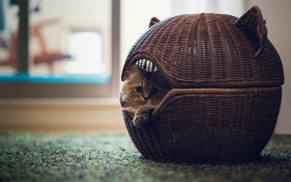 домик для котенка