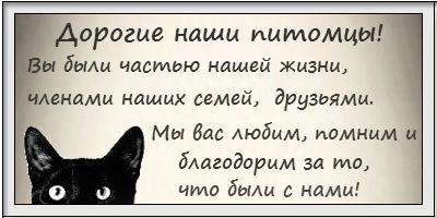 доска памяти кошек