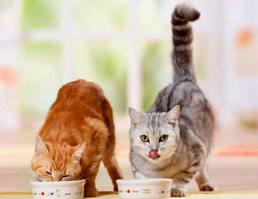 довольные котики
