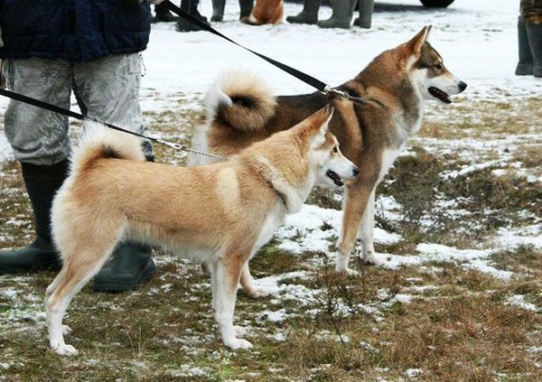 Дрессировка и воспитание лайки