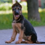 Дрессировка и воспитание немецкой овчарки