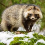 Енотовидная-собака-Описание-особенности-виды-образ-жизни-и-среда-обитания-енотовидной-собаки-2