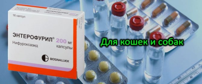 Энтерофурил для собак и кошек при поносе. Правильное лечение питомца!