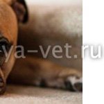 энтероколит у собаки симптомы и лечение