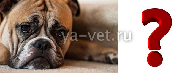 энтероколит у собаки симптомы и лечение
