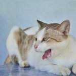 Если кот кашляет и хрипит