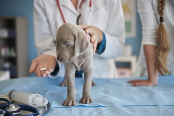 Если таблетка слишком велика для собаки, узнайте у врача, можно ли делить её на части