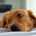если течет кровь из носа у пса