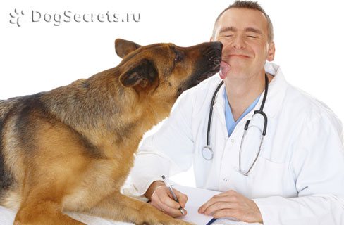 Эссенциале форте инструкция к применению