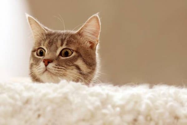Есть ли душа у кошек читайте статью