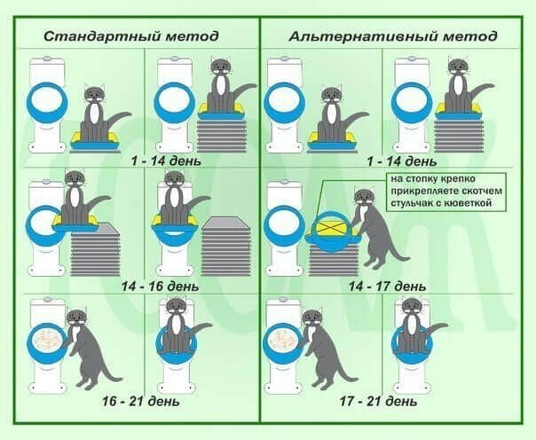 этапы приучения кота к унитазу
