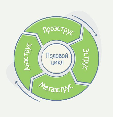 фазы полового цикла у собак