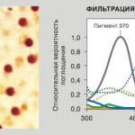 фильтрация жировыми каплями в колбочках птиц