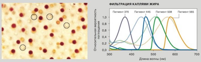 фильтрация жировыми каплями в колбочках птиц