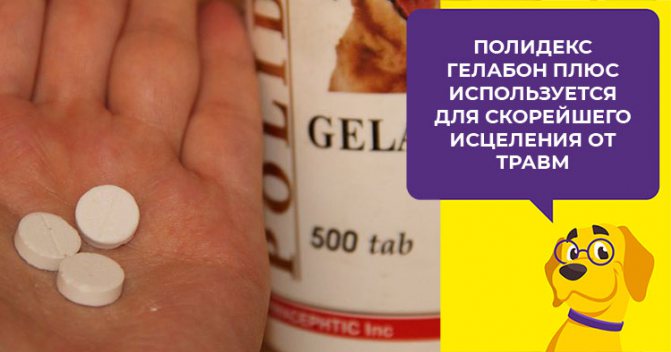 Фитокальцевит - сбалансированный комплекс витаминов для собак и щенков