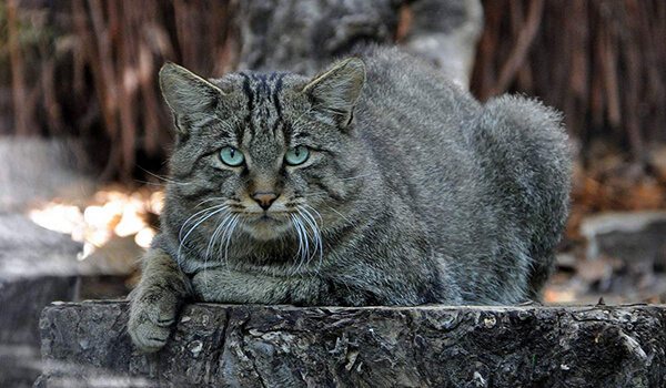 Фото: Амурский лесной кот в природе
