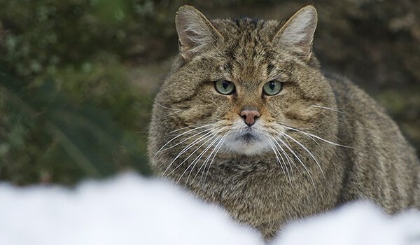 Фото: Амурский лесной кот зимой