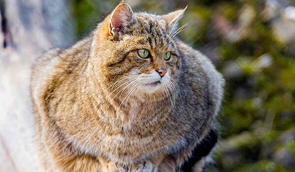 Фото: Амурский лесной кот