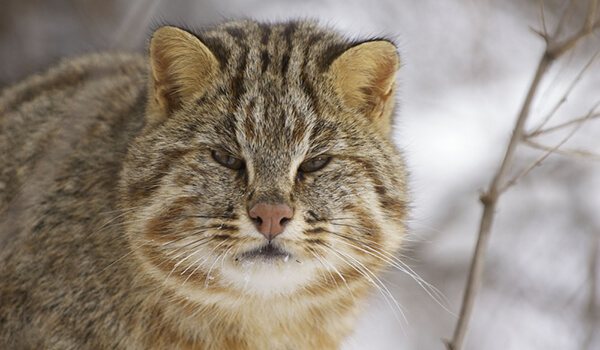 Фото: Дикий амурский лесной кот