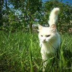 Фото глистов у кошек
