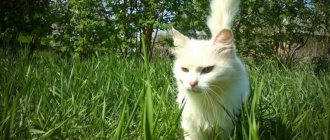 Фото глистов у кошек
