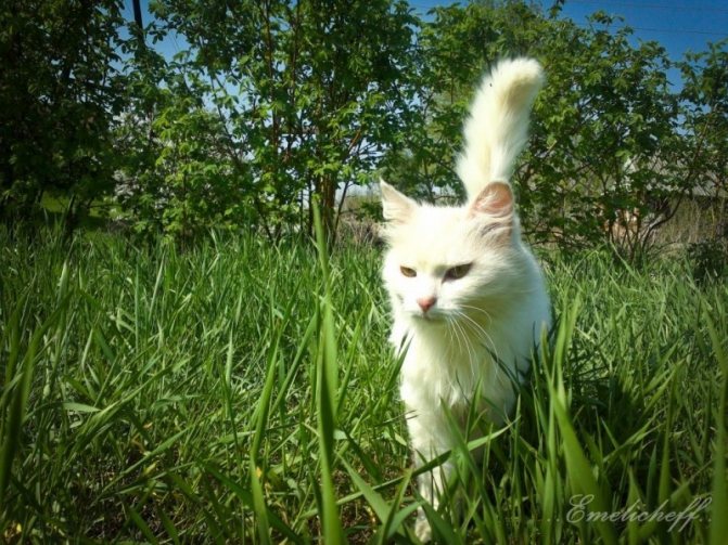 Фото глистов у кошек
