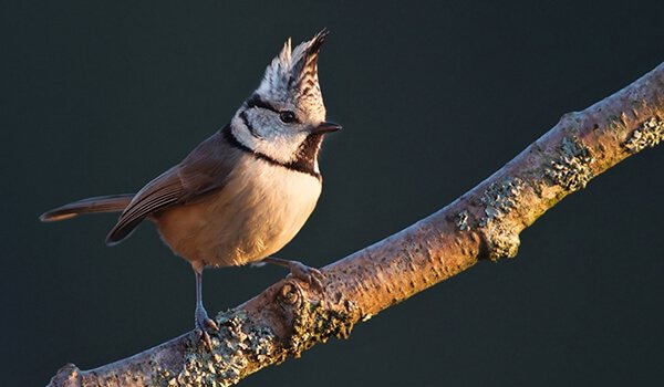 Фото: Как выглядит хохлатая синица