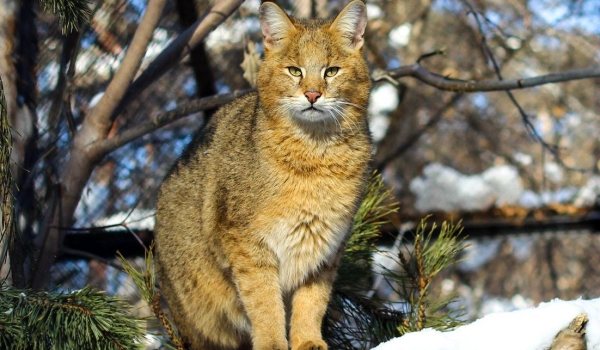 Фото: Камышовый кот