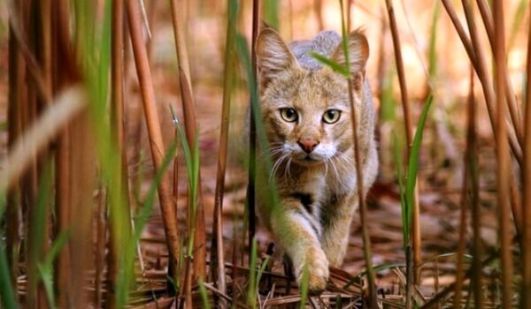 Фото: Камышовый кот