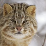 Фото: Лесной кот