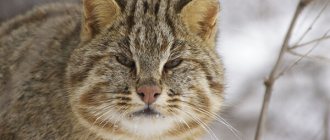 Фото: Лесной кот