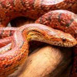 Фото: Маисовый полоз