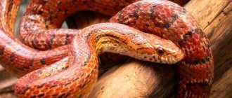 Фото: Маисовый полоз