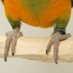 Фото: parrotwizard