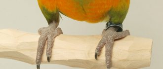 Фото: parrotwizard