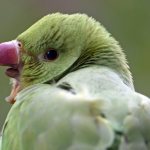 Фото: Pieter van Marion