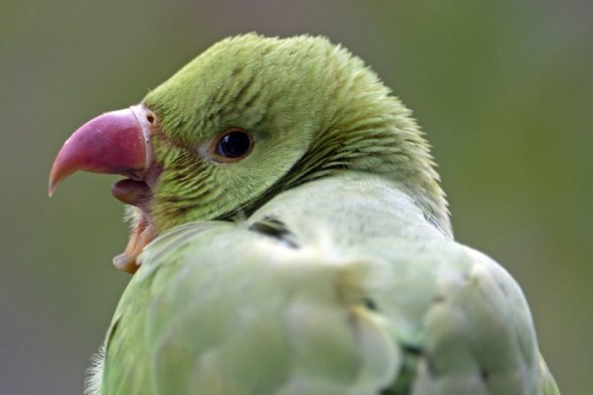 Фото: Pieter van Marion
