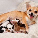фото с сайта: decordog.ru