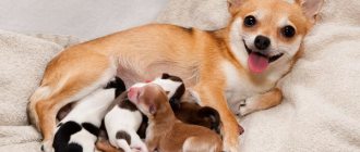 фото с сайта: decordog.ru